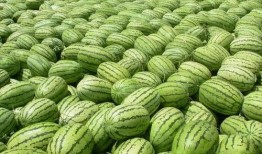 热门大瓜每日必吃大瓜合集